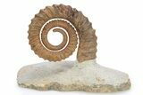 Early Devonian Ammonoid (Anetoceras) - Tazarine, Morocco #264867-1
